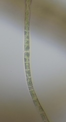 Ulothrix subflaccida