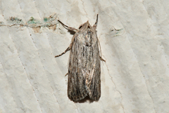 Tathorhynchus exsiccata