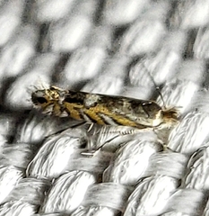 Macrosaccus robiniella