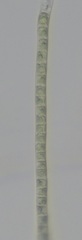 Ulothrix subflaccida
