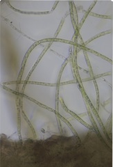 Ulothrix subflaccida