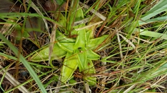 Pinguicula leptoceras