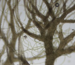 Ulothrix subflaccida