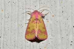 Psectrotarsia suavis