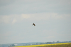 Xanthocephalus xanthocephalus