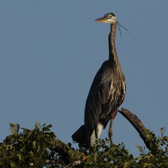 Ardea herodias