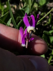 Primula frigida