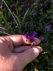 Primula frigida