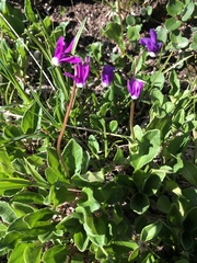Primula frigida