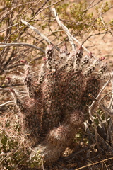 Echinocereus chisosensis