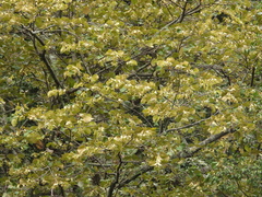 Tilia americana mexicana