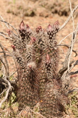Echinocereus chisosensis