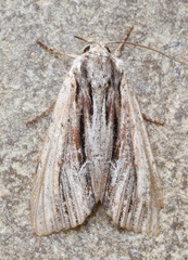 Apamea verbascoides