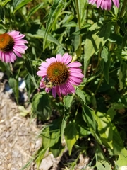 Bombus