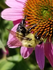 Bombus