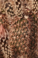 Echinocereus chisosensis