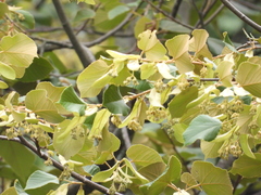 Tilia americana mexicana