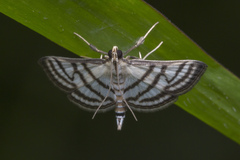 Ravanoa xiphialis
