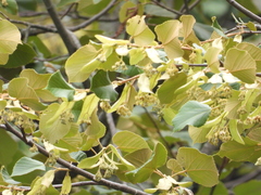 Tilia americana mexicana
