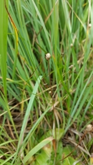 Pinguicula leptoceras