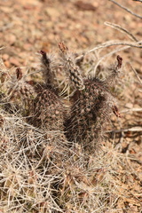 Echinocereus chisosensis