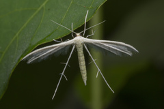 Pterophorus lacteipennis