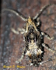 Desmiphora cucullata