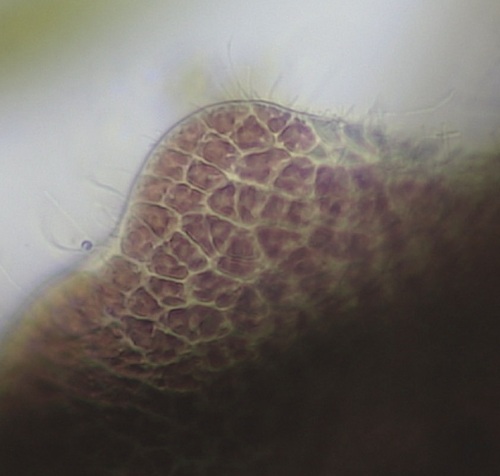 Representative image of Sahlingia