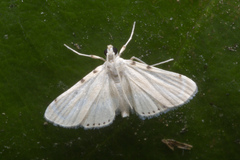 Musotiminae