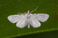 Musotiminae