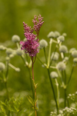 Filipendula rubra