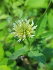 Trifolium longipes
