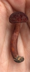 Gyroporus purpurinus