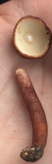 Gyroporus purpurinus