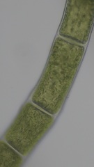 Chaetomorpha ligustica