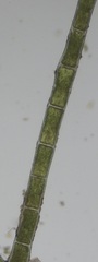 Chaetomorpha ligustica