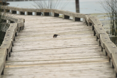 Xanthocephalus xanthocephalus