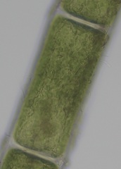 Chaetomorpha ligustica