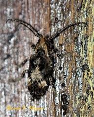 Desmiphora cucullata