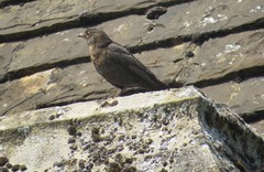 Turdus merula