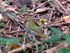 Mandingoa nitidula nitidula