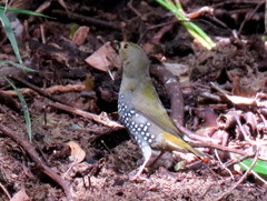 Mandingoa nitidula nitidula