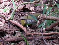 Mandingoa nitidula nitidula