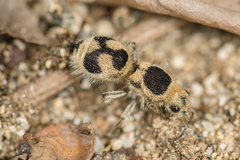 Dasymutilla arachnoides