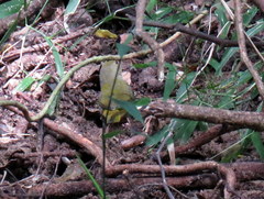 Mandingoa nitidula nitidula