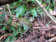 Mandingoa nitidula nitidula