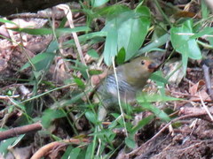 Mandingoa nitidula nitidula