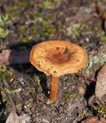 Pholiota communis