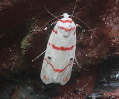 Cyana perornata