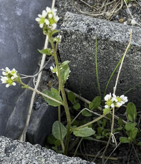 Draba borealis